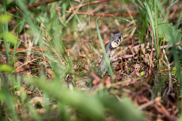 Užovka obojková (Aka vodní had. Natrix Natrix) — Stock fotografie