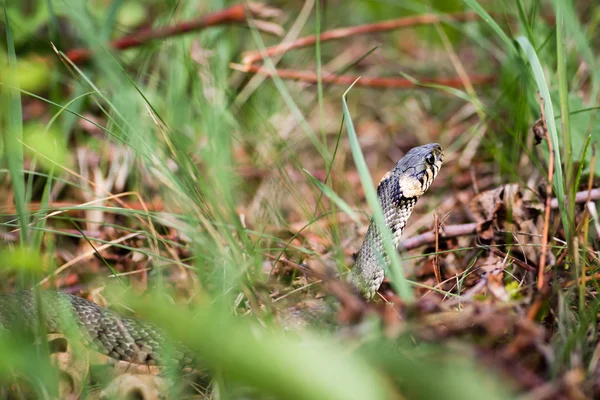 Ringslang (aka. sipedon, natrix natrix) — Stockfoto