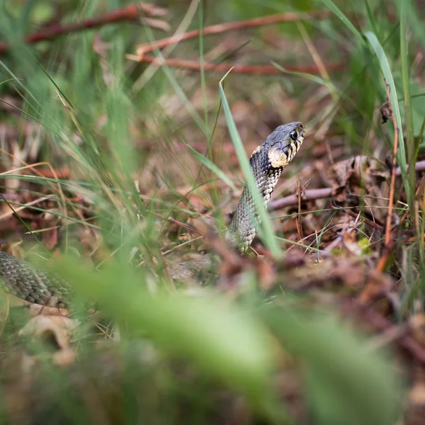 Užovka obojková (aka vodní had, natrix natrix) — Stock fotografie