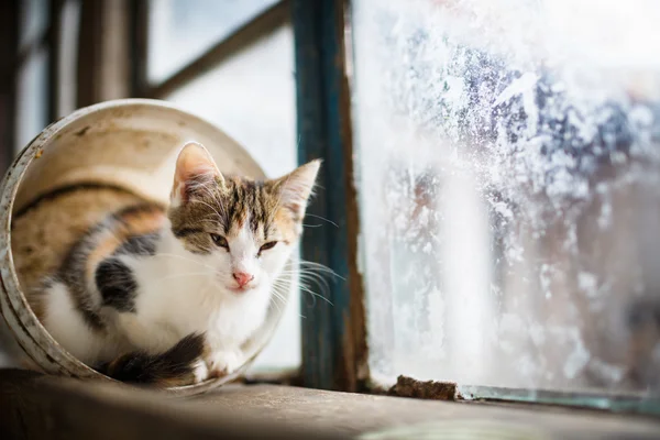可爱的小猫，坐在一个窗口上 — 图库照片