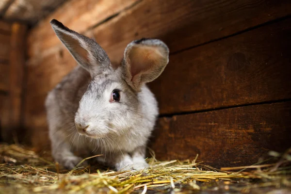 Ładny królik wychodziły z klatka (królik Europejski - Oryctolagu — Zdjęcie stockowe