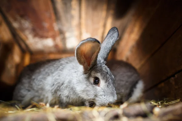 Söt kanin poppar ut ur en kaninbur (Europeiska kanin - Oryctolagu — Stockfoto