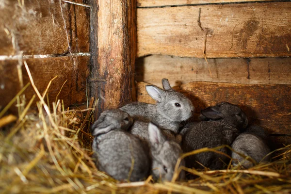 Coelhos jovens que saltam de uma hutch (Coelho Europeu - Oryctola — Fotografia de Stock