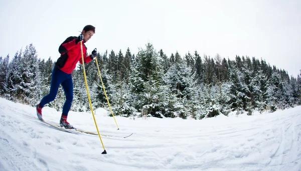 Jovem esqui cross-country em uma trilha de floresta nevada — Fotografia de Stock