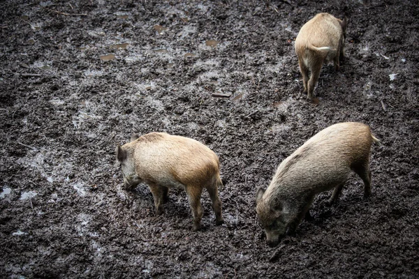 Άγρια swines (Sus scrofa) — Φωτογραφία Αρχείου