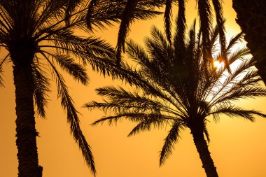 Bir çöl (Umman ortasında vaha)