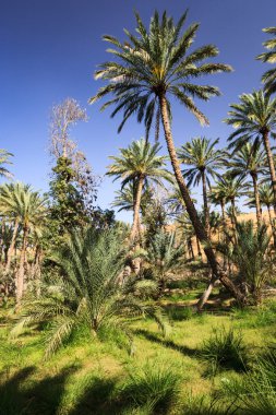 Bir çöl (Umman ortasında vaha)