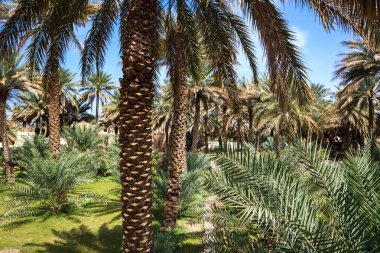 Bir çöl (Umman ortasında vaha)