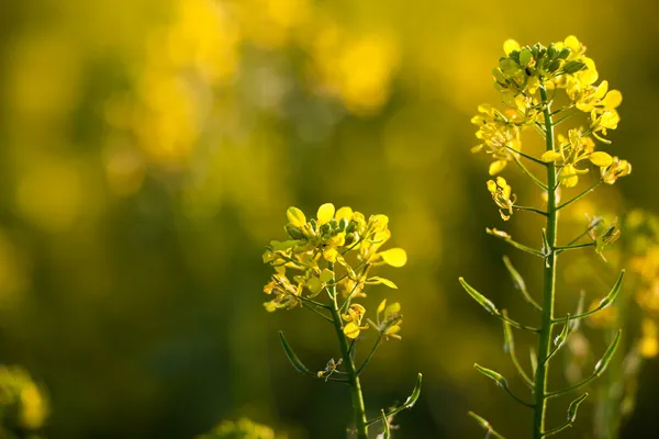 Colza (Brassica rapa) — Stock Photo, Image