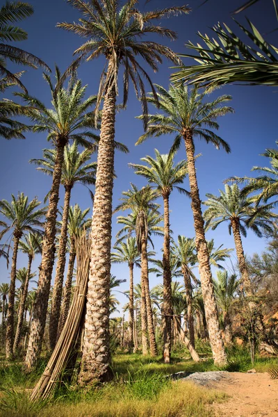 Oas mitt i en öken (Oman) — Stockfoto