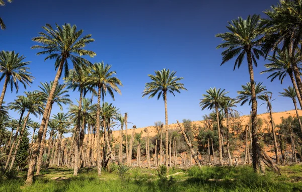 Oasis no meio de um deserto (Omã ) — Fotografia de Stock