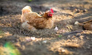 bir çiftlik içinde tavuk