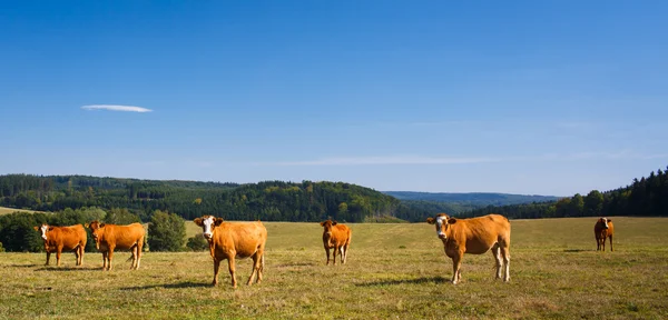 Vacas pastando em um lindo pasto verde — Fotografia de Stock