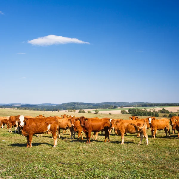 Krávy pasoucí se na krásné zelené pastvině — Stock fotografie