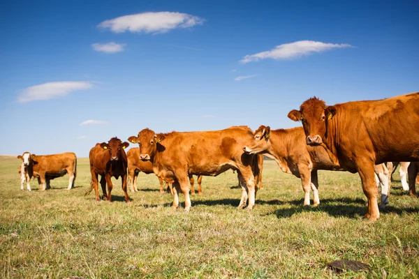 Krowy pasące się na pięknym zielonym pastwisku — Zdjęcie stockowe