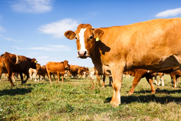 Vacas pastando em um lindo pasto verde — Fotografia de Stock