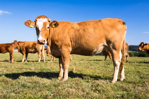 Vacas pastando em um lindo pasto verde — Fotografia de Stock