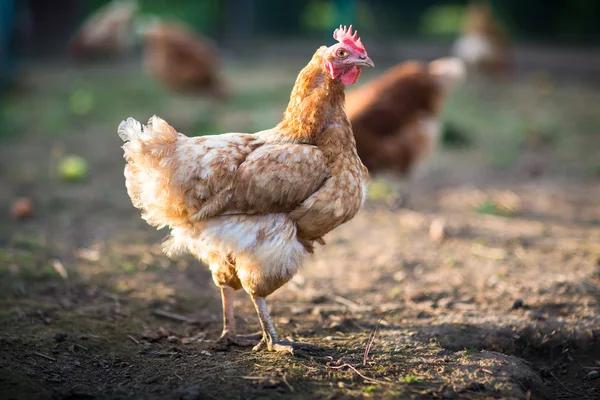 Kip in een erf — Stockfoto