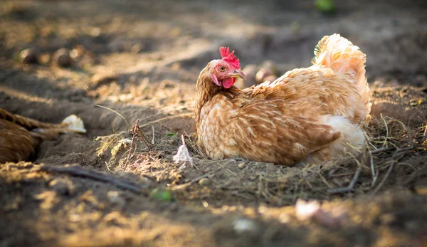 Hen in a farmyard — Stock Photo, Image