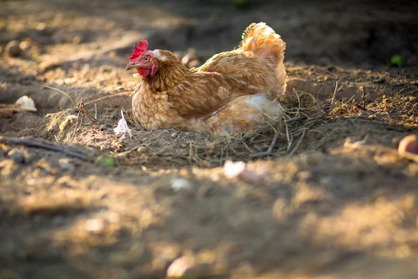 Hen in a farmyard — Stock Photo, Image