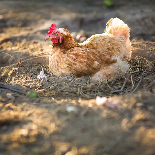 农场里的母鸡 — 图库照片