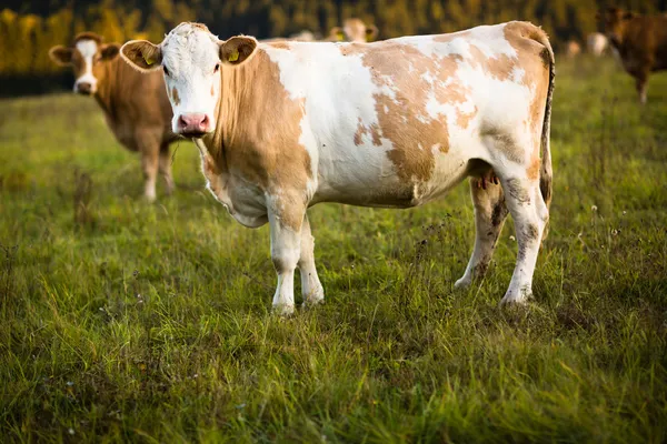 Коровы пасутся на прекрасном зеленом пастбище — стоковое фото