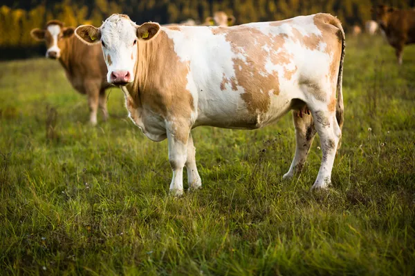 Vacas pastando em um lindo pasto verde — Fotografia de Stock