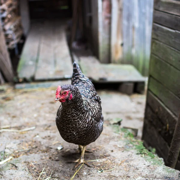 Hen in a farmyard (Gallus gallus domesticus) — Stock Photo, Image