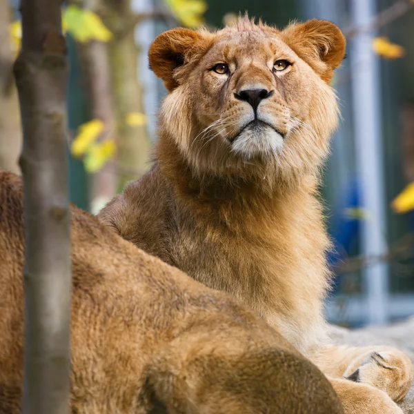 Крупный план портрета величественной львицы (Panthera Leo) ) — стоковое фото