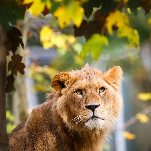 Крупный план портрета величественной львицы (Panthera Leo) ) — стоковое фото