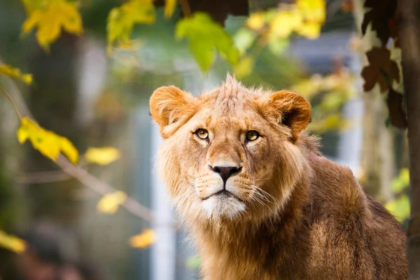 Retrato de cerca de una leona majestuosa (Panthera Leo ) — Foto de Stock