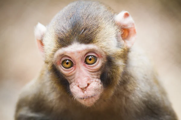 Primer plano de un bebé macaco japonés (Macaca fuscata ) — Foto de Stock