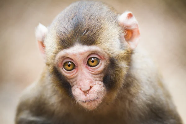 Closeup of a baby Japanese macaque (Macaca fuscata) — Stock Photo, Image