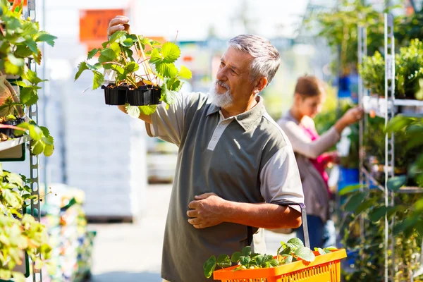 Starší muž nákup rostlin jahodníku v zahradnické centrum — Stock fotografie