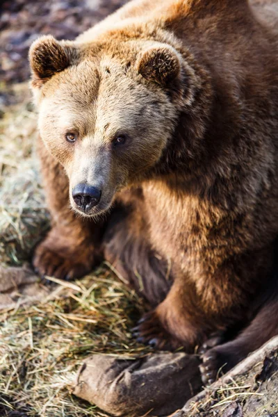 Oso marrón — Foto de Stock