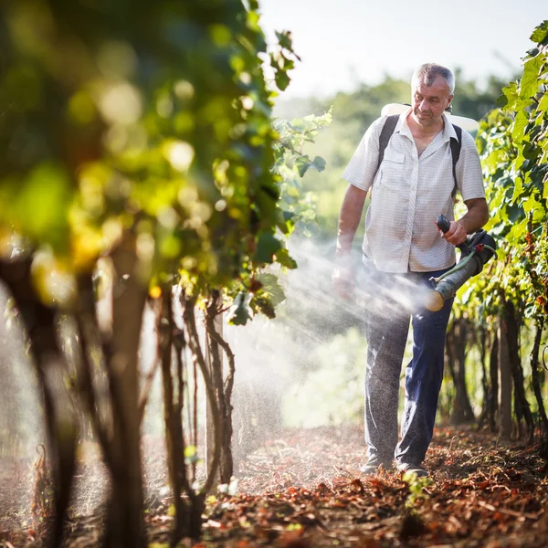 Winzer spaziert in seinem Weinberg und sprüht Chemikalien auf seine Reben — Stockfoto