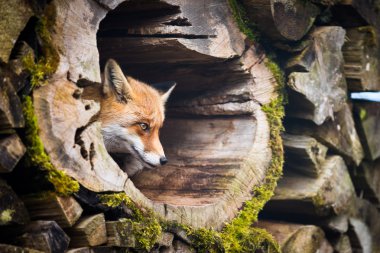 Kızıl Tilki (Vulpes vulpes)
