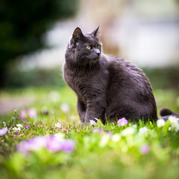 Cute kitty cat outdoors on a green lawn — Stock Photo, Image