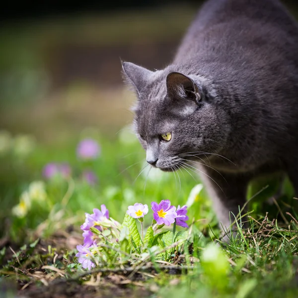 Cute kitty cat outdoors on a green lawn — Stock Photo, Image