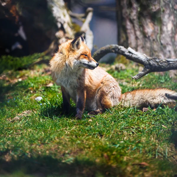 Красная лиса (Vulpes vulpes) — стоковое фото