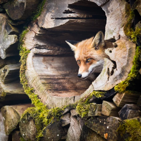 Красная лиса (Vulpes vulpes) — стоковое фото