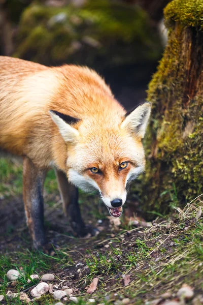 红狐狸（秃鹫）) — 图库照片