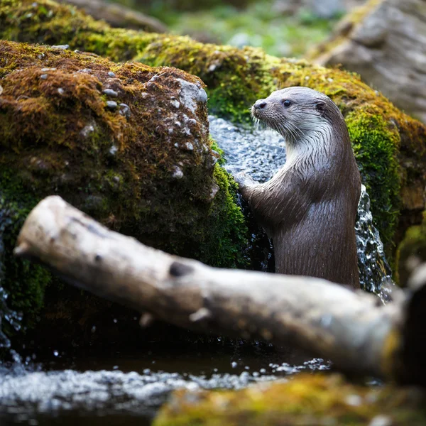 Eurasian otter (Lutra lutra) — Stock Photo, Image