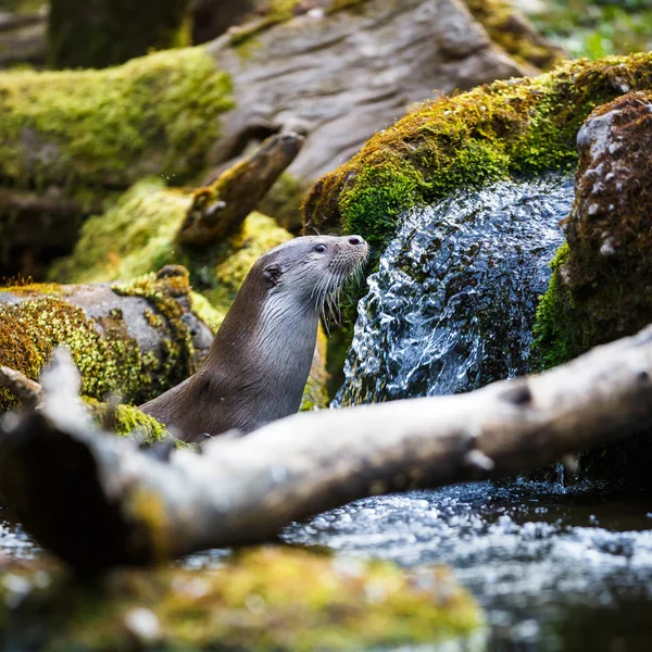 Eurasischer Fischotter (lutra lutra)) — Stockfoto