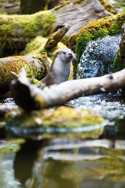 Lontra-asiática (Lutra lutra ) — Fotografia de Stock
