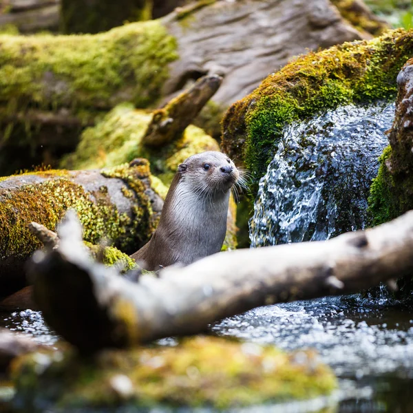 Euraziatische otter (lutra lutra) — Stockfoto