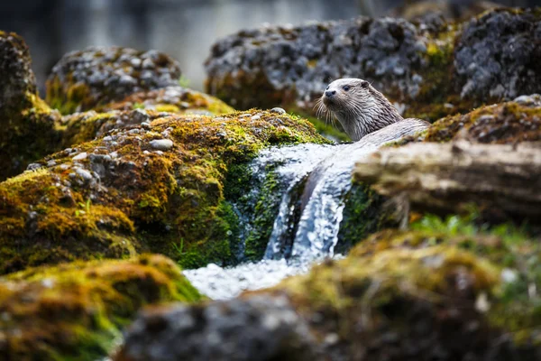 Euraziatische otter (lutra lutra) — Stok fotoğraf