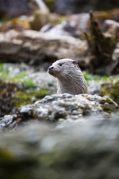 Euraziatische otter (lutra lutra) — Stok fotoğraf