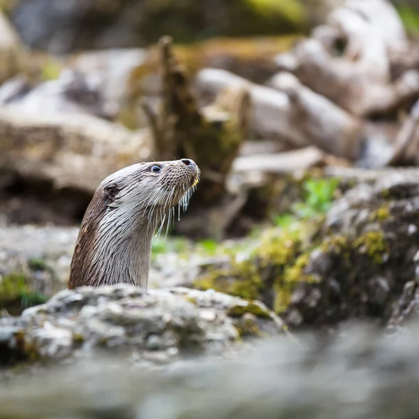 Loutre eurasienne (Lutra lutra ) — Photo