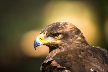 Steppe eagle - close-up portrait of this majestic bird of prey clipart